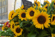8th Oct 2023 - sunflowers