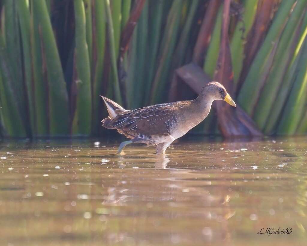 LHG_0348 Sora  by rontu