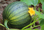 8th Oct 2023 - Dune Pumpkin