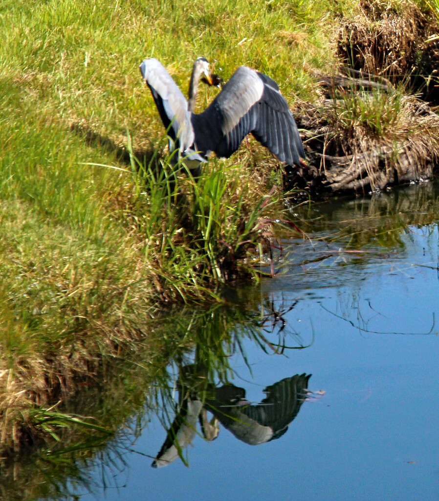 Sept 5 Blue Heron with Fish and Reflection IMG_4664AA by georgegailmcdowellcom