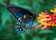 8th Oct 2023 - Pipevine Swallowtail Butterfly