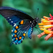 Pipevine Swallowtail Butterfly by photographycrazy