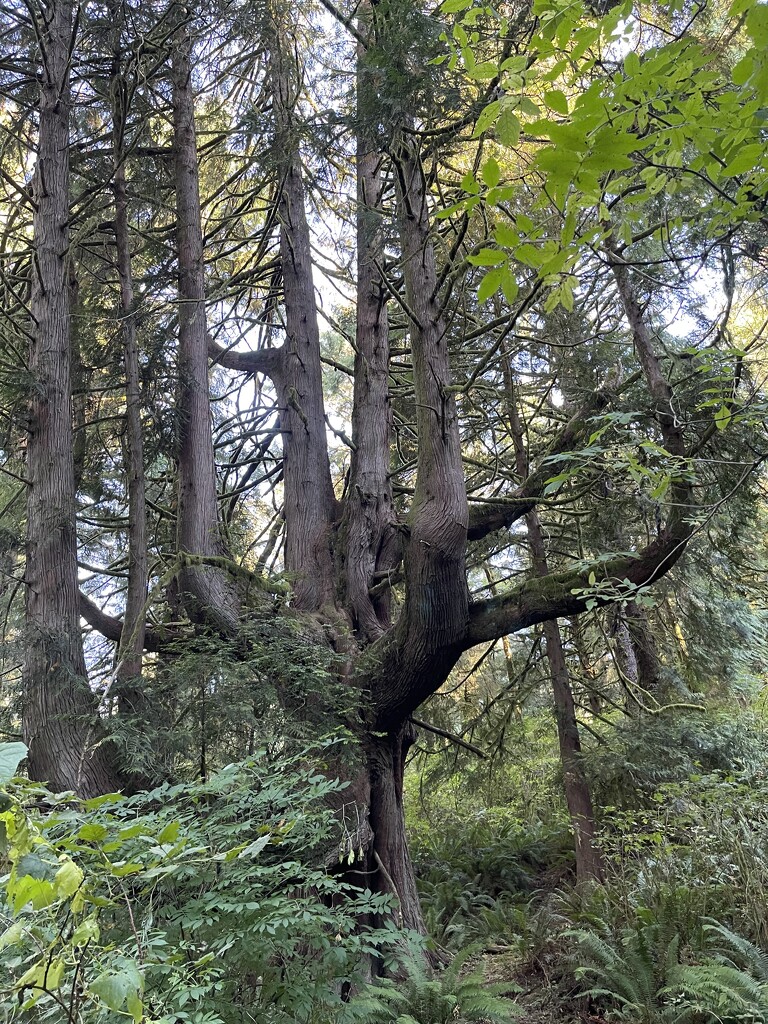 Great grandmother Cedar Tree by jgpittenger
