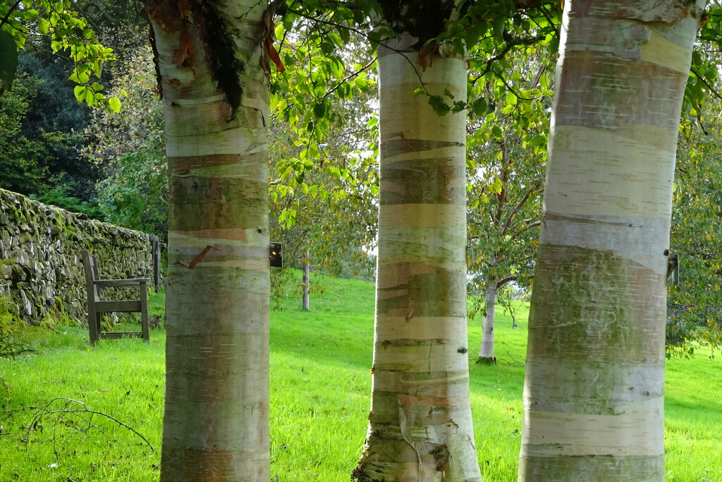 the birches by anniesue