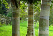 8th Oct 2023 - the birches