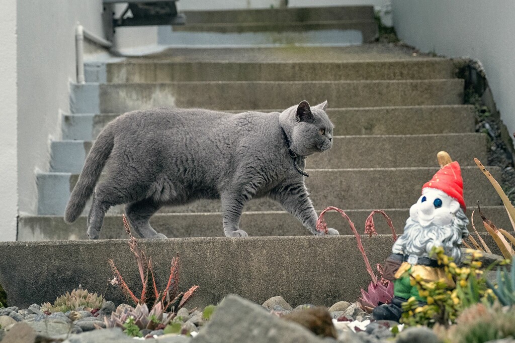 Garden Pawtrol by helenw2