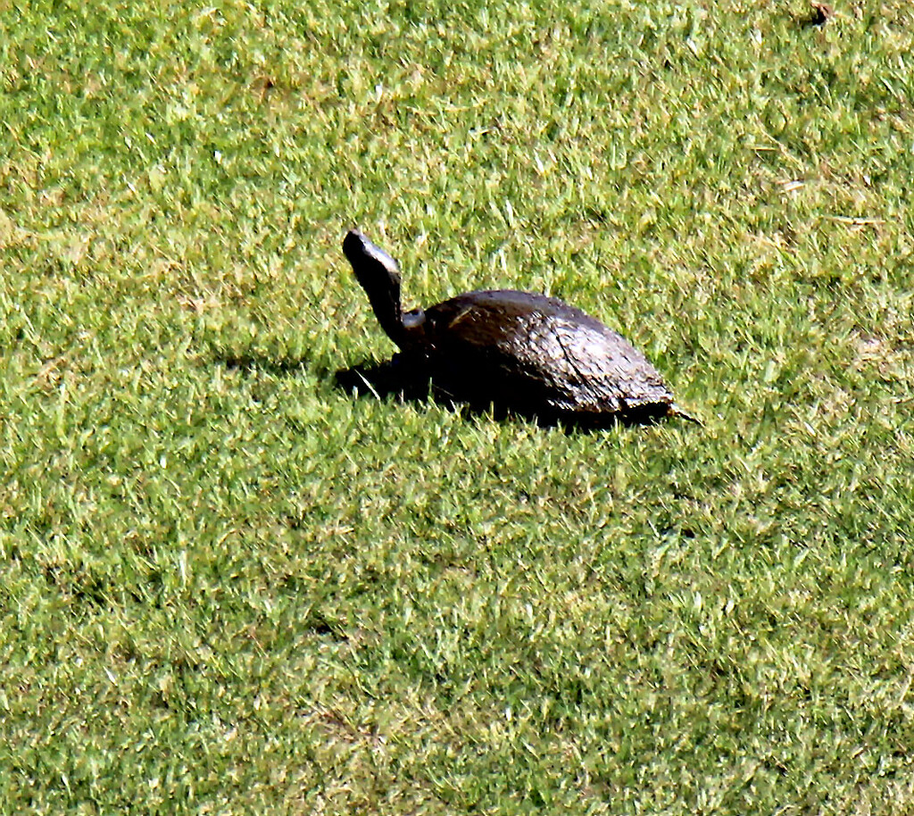 Sept 8 Turtle On Alert IMG_4689 by georgegailmcdowellcom