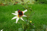 8th Oct 2023 - classic Red Admiral