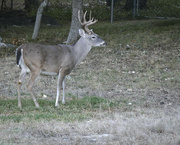 8th Oct 2023 - Whitetail Buck