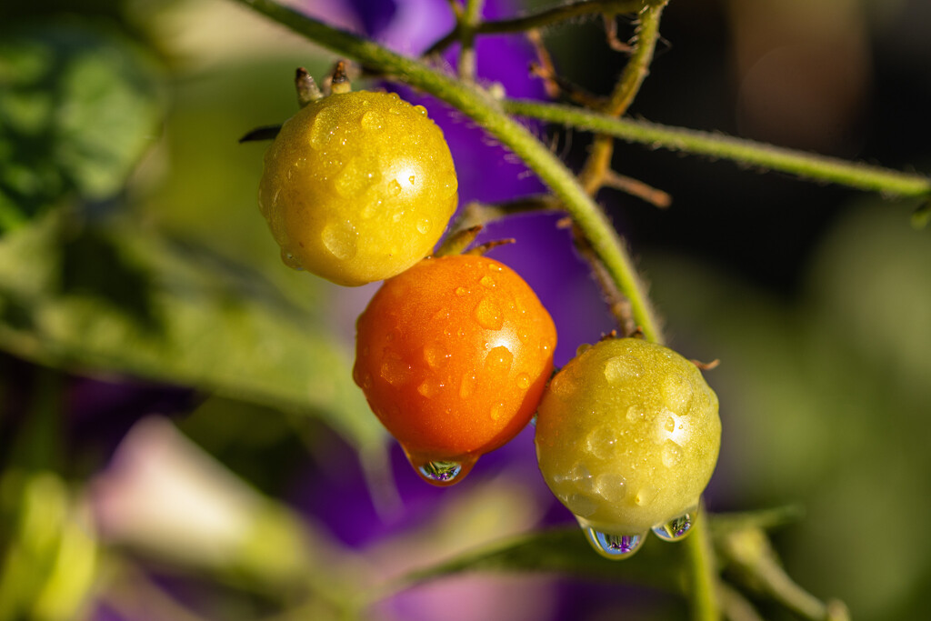 cherry tomatoes by aecasey