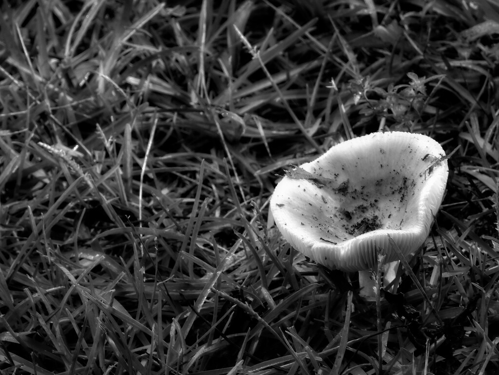 Mushroom cup... by marlboromaam