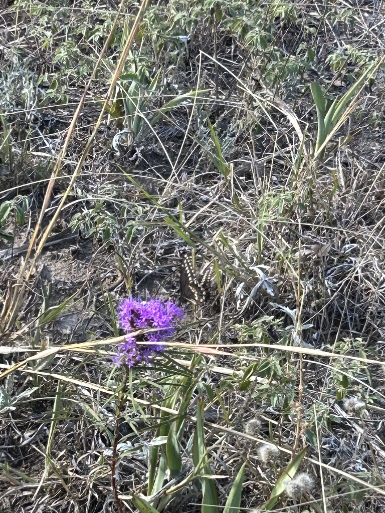 Butterfly camouflaged  by bellasmom