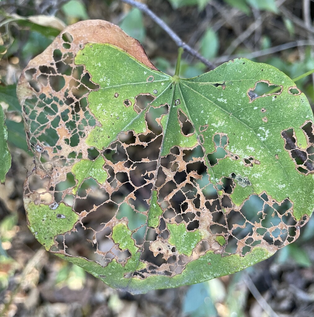 Leaf by mcsiegle