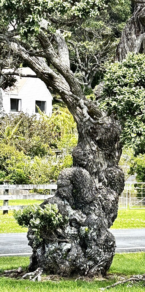 A narly old Pōhutukawa tree trunk by Dawn