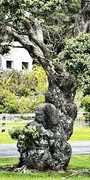 9th Oct 2023 - A narly old Pōhutukawa tree trunk