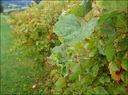 8th Oct 2023 - End of the Vine