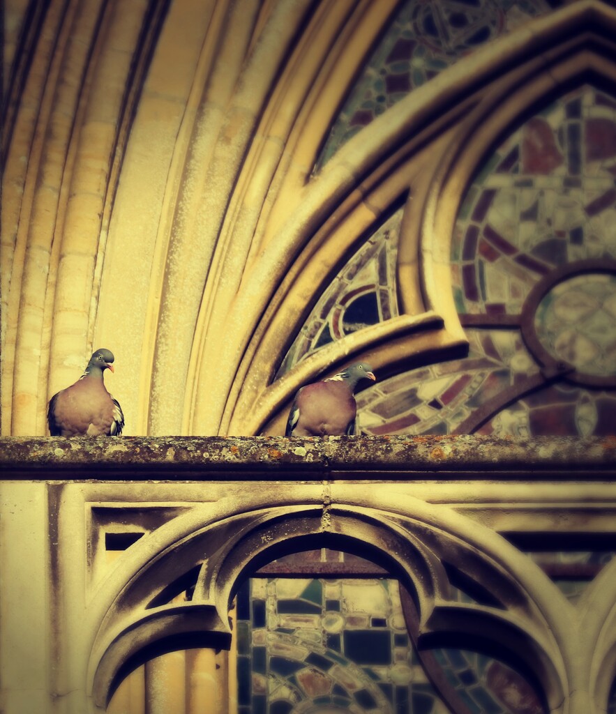 wood pigeons by ellene
