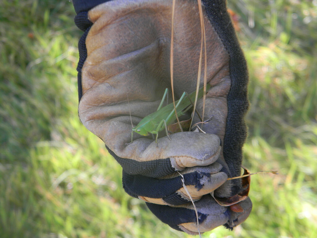 Grasshopper  by sfeldphotos