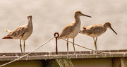 8th Oct 2023 - Willets, Taking a Break From Searching!
