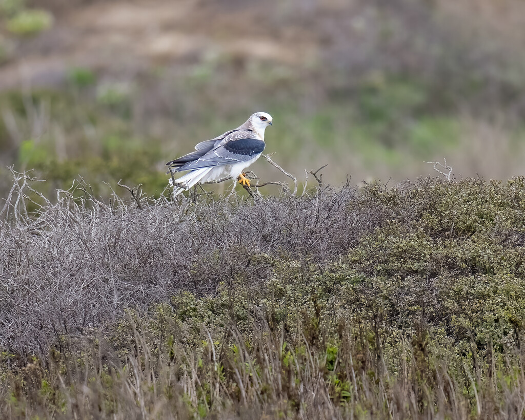 White-tailed Kite by nicoleweg