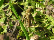 8th Oct 2023 - 2grasshoppers