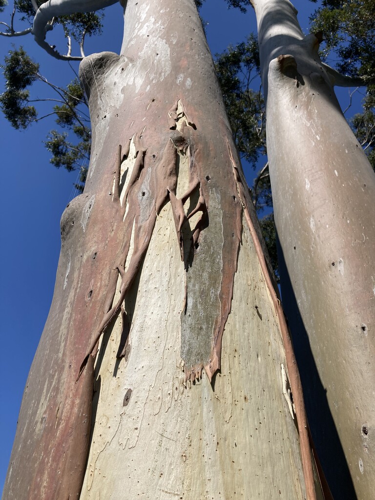 Love These Trees by narayani