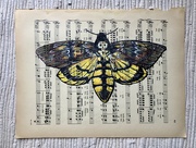8th Oct 2023 - Hawk moth drawing on sheet music