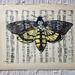 Hawk moth drawing on sheet music by metzpah