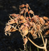 9th Oct 2023 - seed heads always fascinate me