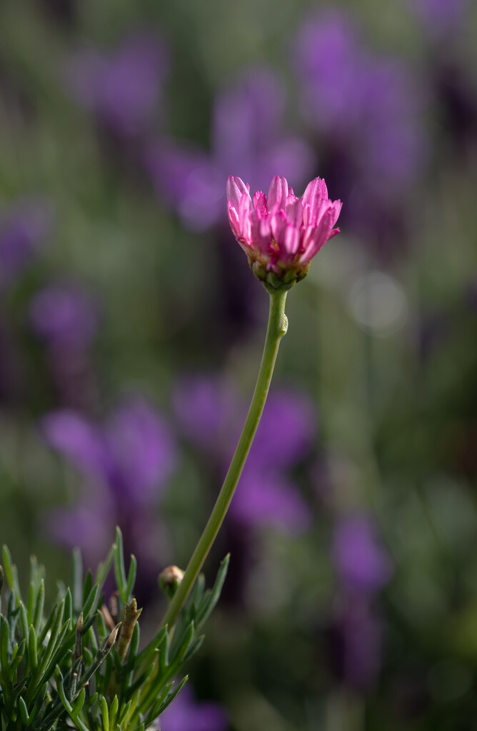 Daisy amongst the lavender by 365projectclmutlow