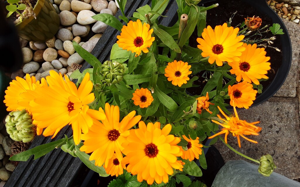 Calendula plants in our garden. by grace55