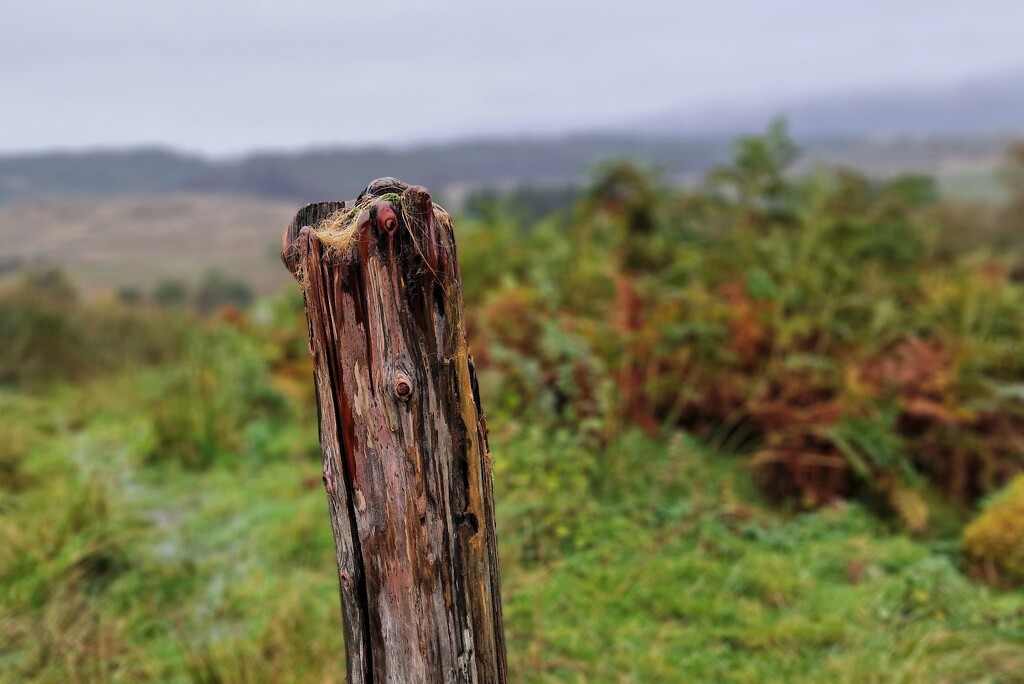 damp post by christophercox