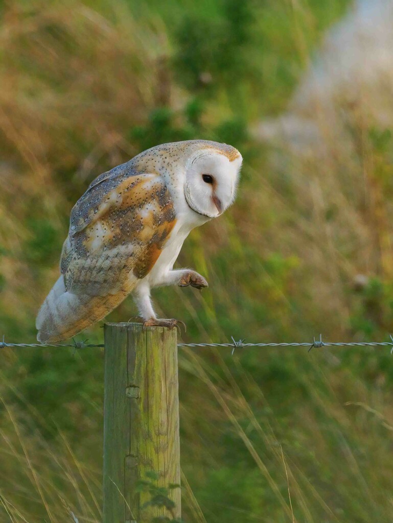 Barn Owl. by padlock
