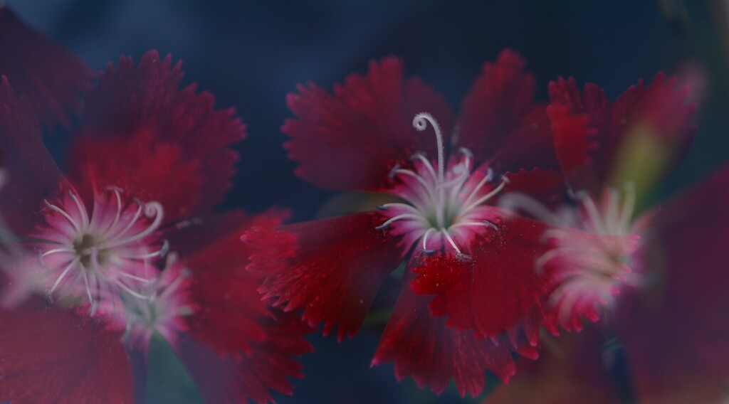 Dianthus in abundance......... by ziggy77
