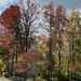 Fall Colors by pej76