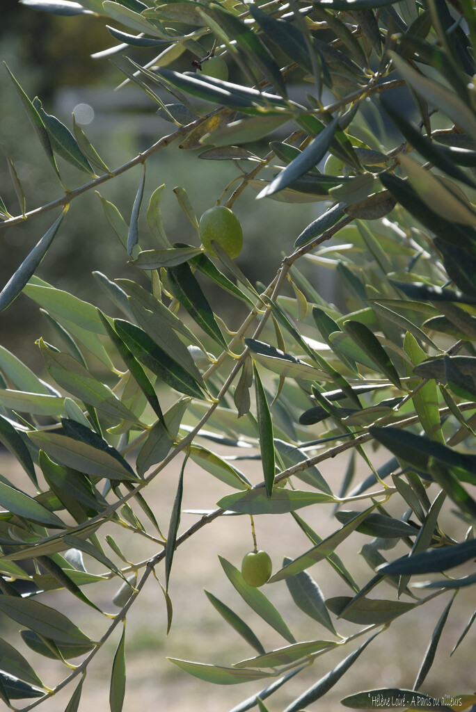 Olives by parisouailleurs