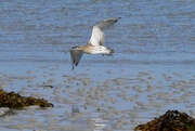 2nd Oct 2023 - CURLEW