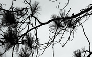 9th Oct 2023 - Pine tree branches