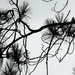 Pine tree branches by mittens