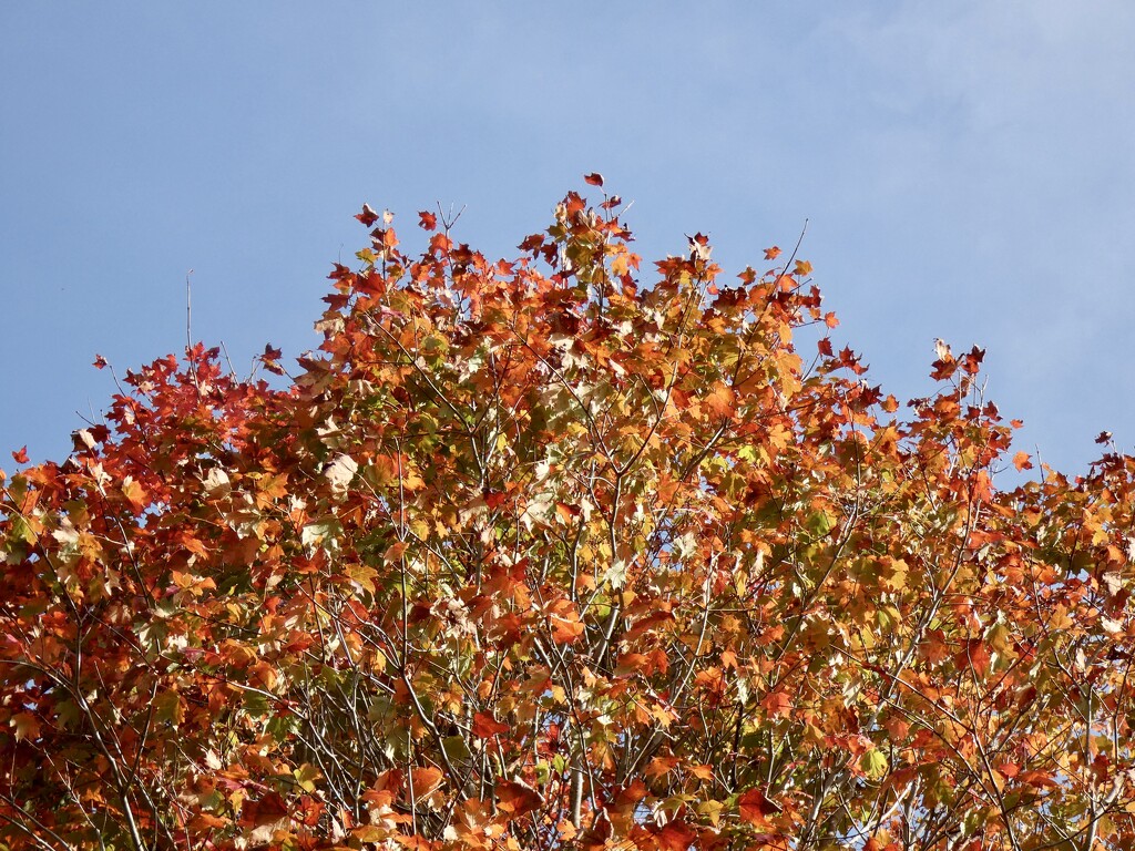 Tree in Autumn Colours  by foxes37