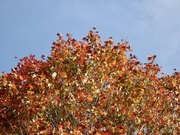 9th Oct 2023 - Tree in Autumn Colours 