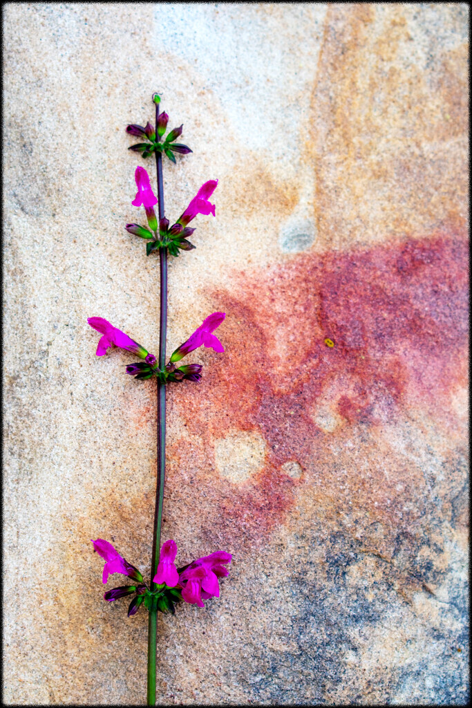 Rock and flower by 365projectorgchristine