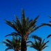 10 6 Date Palms by sandlily