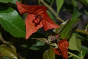 7th Oct 2023 - 10 7 Rusty Bougainvillea