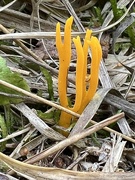 9th Oct 2023 - Staghorn Fungus