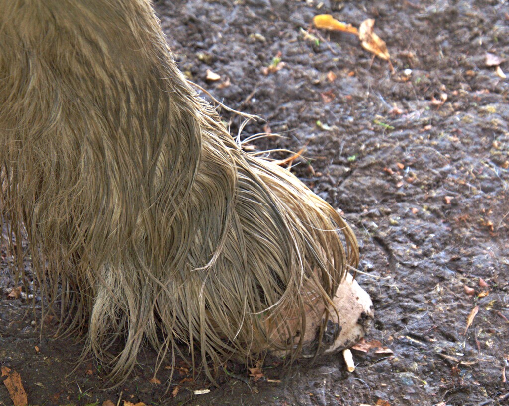 muddy pony hoof  by ollyfran
