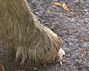 9th Oct 2023 - muddy pony hoof 