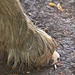 muddy pony hoof  by ollyfran