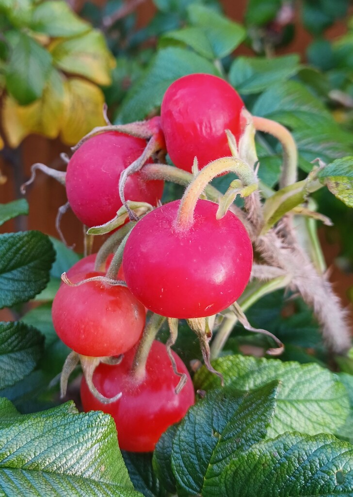 Rose hips by busylady