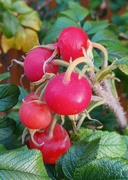 9th Oct 2023 - Rose hips